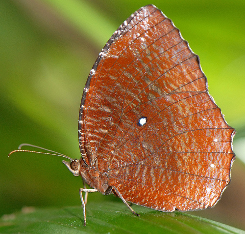 Butterfly Park - Photo by Flickr's Sam Fraser-Smith