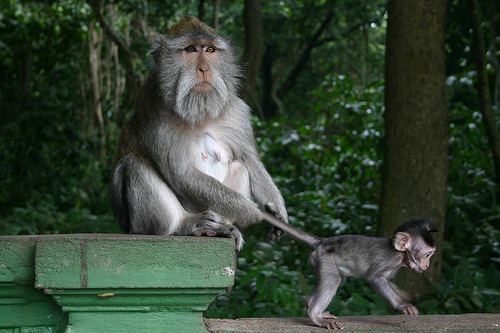 Monkey Forest Ubud - Photo by Flickr's D.Meutia