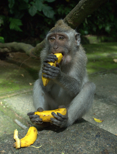 Monkey Forest - Photo by Flickr's ColbyOtero