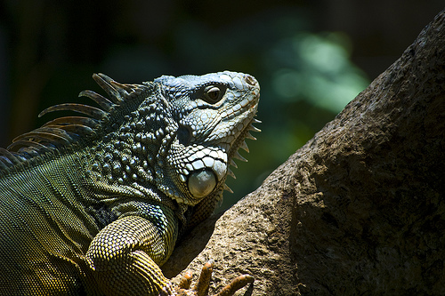 Reptile Park Ubud - Photo by Flickr's sektordua